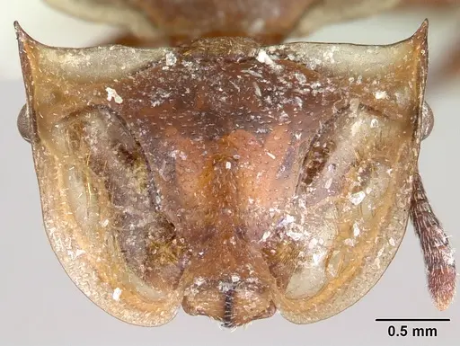 Cephalotes clypeatus - CASENT0178612