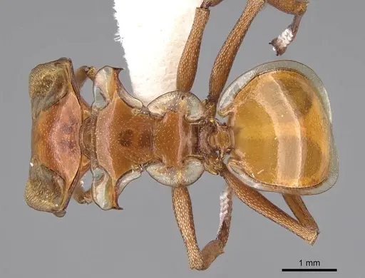 Cephalotes clypeatus - CASENT0922529