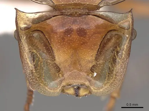 Cephalotes clypeatus - CASENT0922529