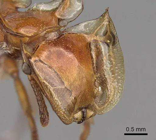 Cephalotes clypeatus - CASENT0922529