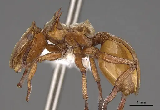 Cephalotes clypeatus - CASENT0922529