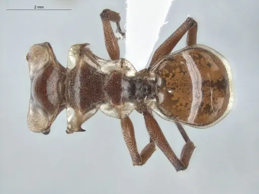 Cephalotes clypeatus - ECOFOG-BUG-1842-07