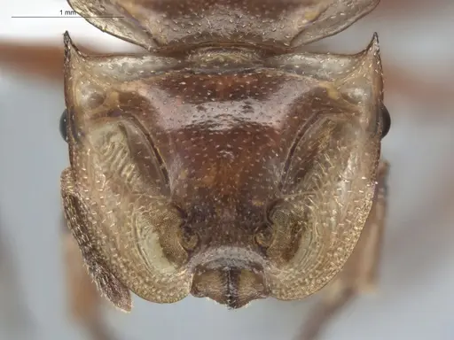 Cephalotes clypeatus - ECOFOG-BUG-1842-07