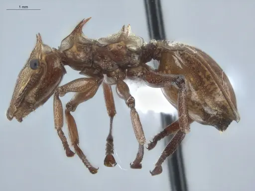 Cephalotes clypeatus - ECOFOG-BUG-1842-07