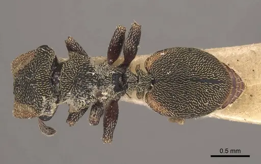 Cephalotes coffeae specimen