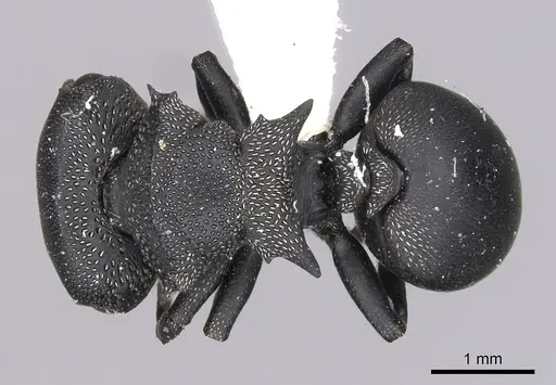 Cephalotes columbicus - CASENT0627936