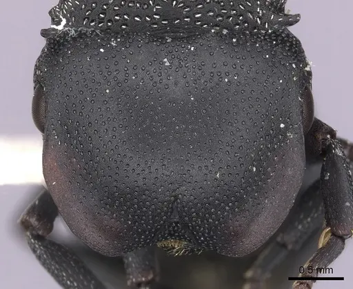 Cephalotes columbicus - CASENT0627936