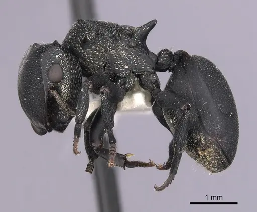 Cephalotes columbicus - CASENT0627936