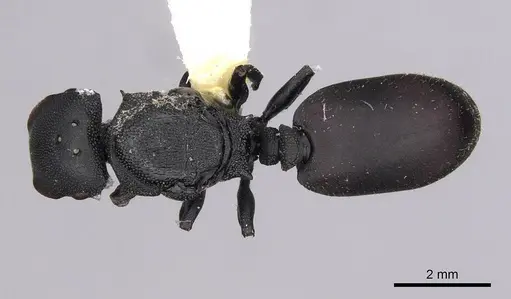 Cephalotes columbicus - CASENT0627937