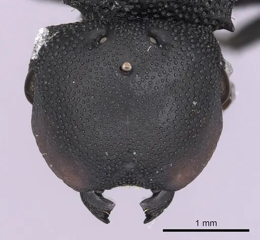 Cephalotes columbicus - CASENT0627937