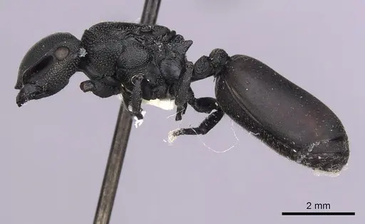 Cephalotes columbicus - CASENT0627937