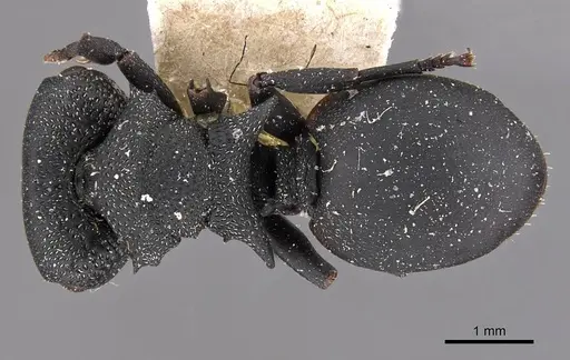 Cephalotes columbicus - CASENT0909268