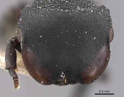 Cephalotes columbicus - CASENT0909268