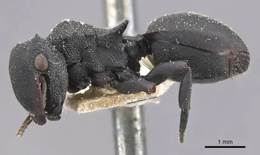 Cephalotes columbicus - CASENT0909268