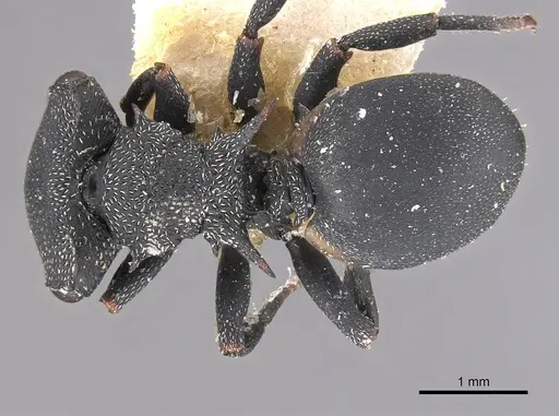 Cephalotes columbicus - CASENT0909269