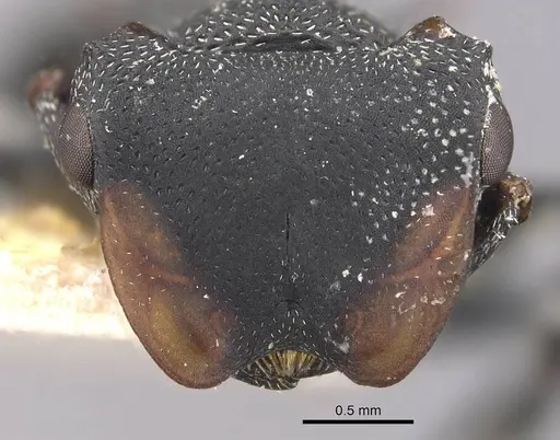 Cephalotes columbicus - CASENT0909269