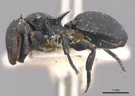 Cephalotes columbicus - CASENT0909269