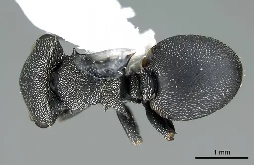 Cephalotes columbicus - CASENT0914469
