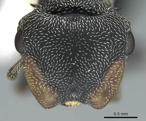 Cephalotes columbicus - CASENT0914469