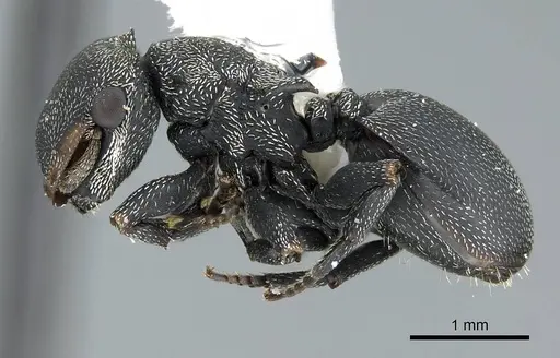 Cephalotes columbicus - CASENT0914469