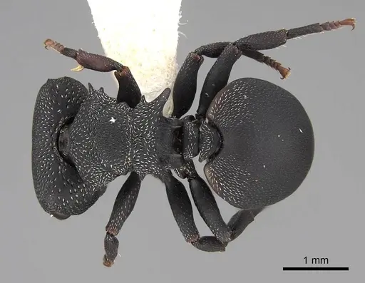 Cephalotes columbicus - CASENT0922593