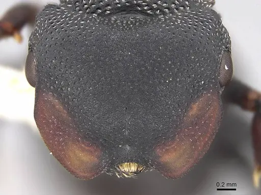 Cephalotes columbicus - CASENT0922593