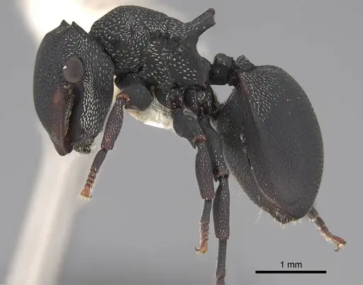 Cephalotes columbicus - CASENT0922593