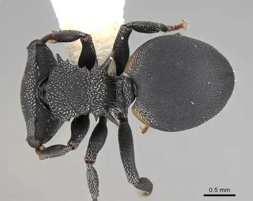 Cephalotes columbicus - CASENT0922594