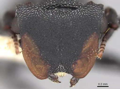 Cephalotes columbicus - CASENT0922594