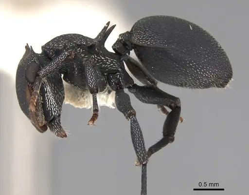 Cephalotes columbicus - CASENT0922594