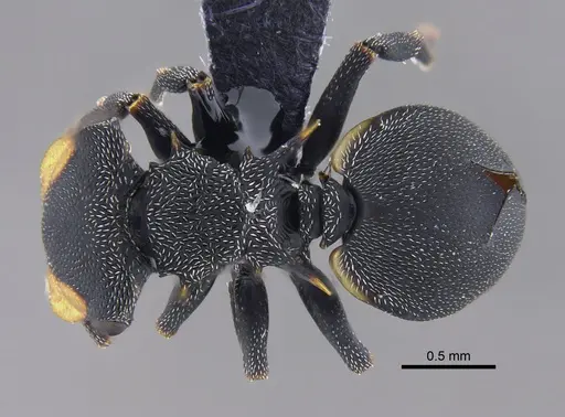 Cephalotes columbicus - CBUMAGENT41885