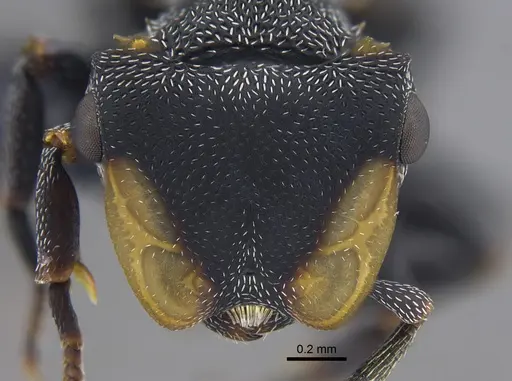 Cephalotes columbicus - CBUMAGENT41885
