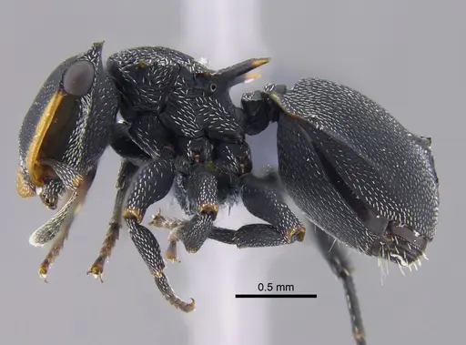 Cephalotes columbicus - CBUMAGENT41885