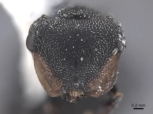 Cephalotes columbicus - FMNHINS0000047232