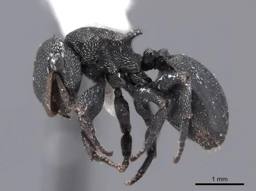 Cephalotes columbicus - FMNHINS0000047232