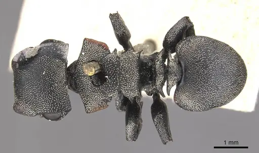 Cephalotes complanatus specimen