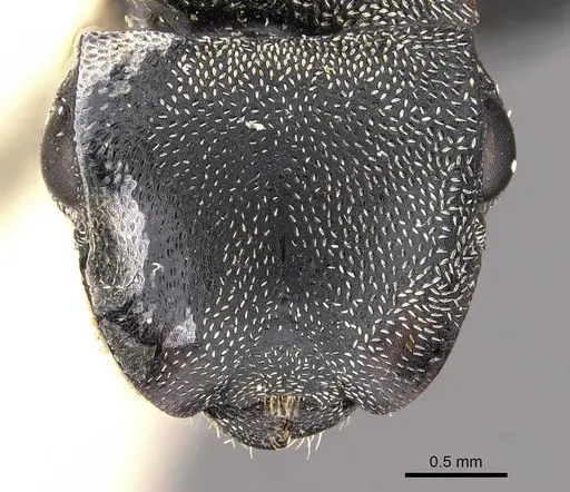 Cephalotes complanatus specimen