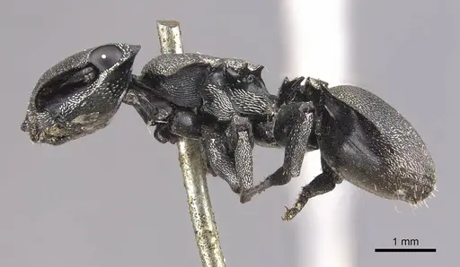 Cephalotes complanatus specimen