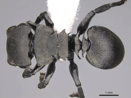 Cephalotes complanatus - CASENT0922595