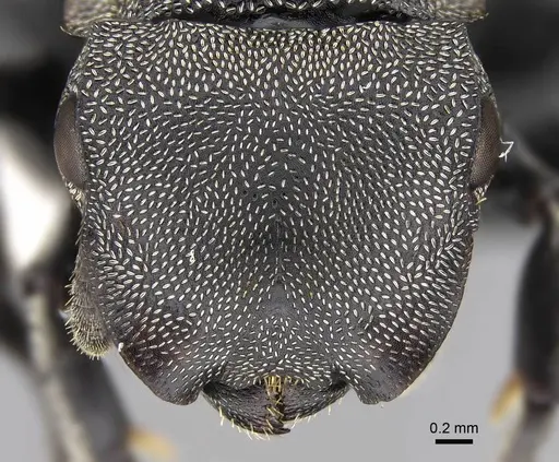 Cephalotes complanatus - CASENT0922595
