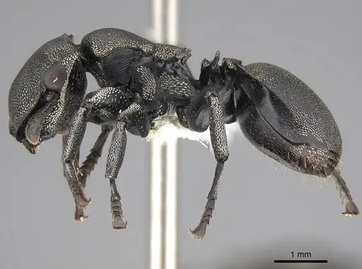 Cephalotes complanatus - CASENT0922595