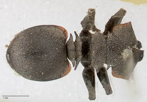 Cephalotes complanatus - FOCOL0667