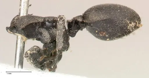 Cephalotes complanatus - FOCOL0667