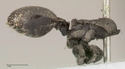 Cephalotes complanatus - FOCOL0667
