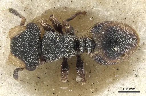 Cephalotes conspersus specimen