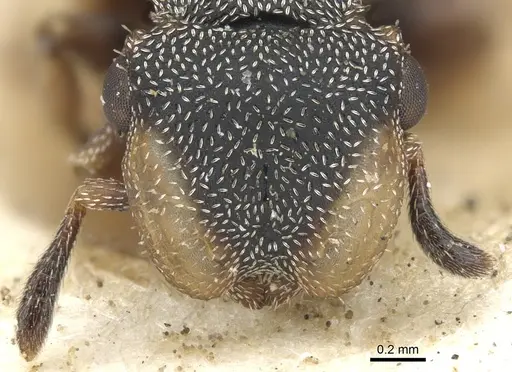 Cephalotes conspersus specimen