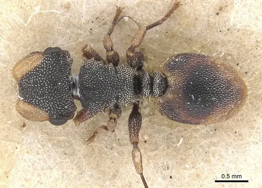 Cephalotes conspersus - CASENT0909283