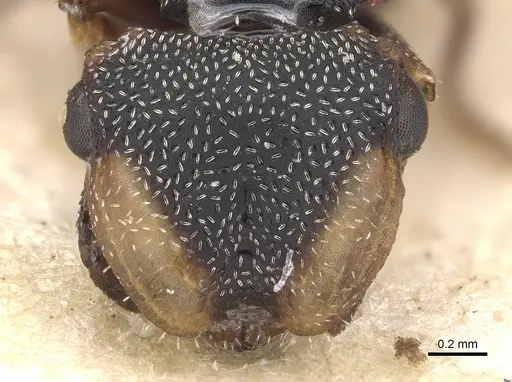 Cephalotes conspersus - CASENT0909283