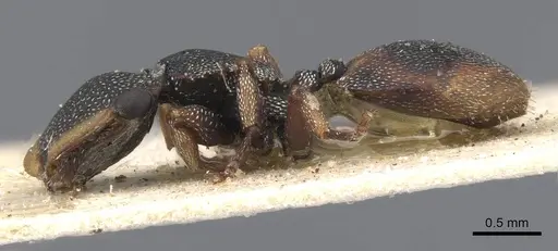 Cephalotes conspersus - CASENT0909283