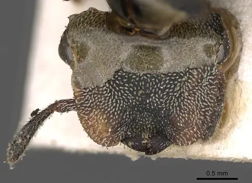 Cephalotes cordatus specimen